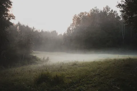 Foggy Forest 4K Wallpaper · nature · 3840×2560