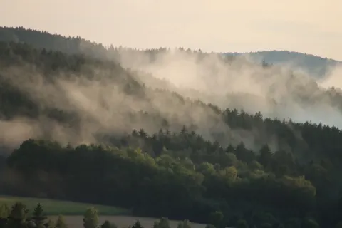 Foggy Forest 4K Wallpaper · nature · 3840×2560