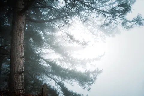 Foggy Forest 4K Wallpaper · nature · 3840×2560