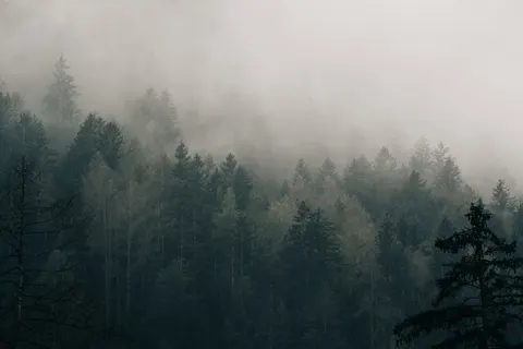 Foggy Forest 4K Wallpaper · nature · 3840×2560