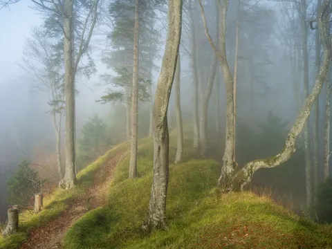 Foggy Forest 4K Wallpaper · nature · 3840×2880