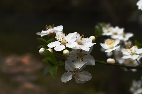Fond d'écran Fleur de cerisier 4K · nature · 3840×2560