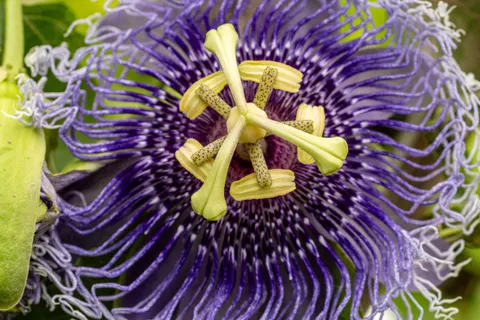 Blumen-Makro 4K Hintergrundbild · flowers · 3840×2560