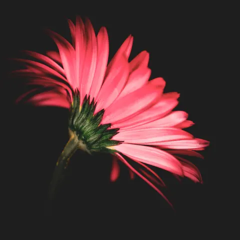 Flower Macro 4K Wallpaper · flowers · 3840×3839