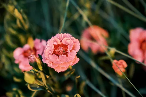 Fond d'écran Macro de fleur 4K · flowers · 3840×2560