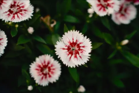 花卉微距 4K壁纸 · flowers · 3840×2560