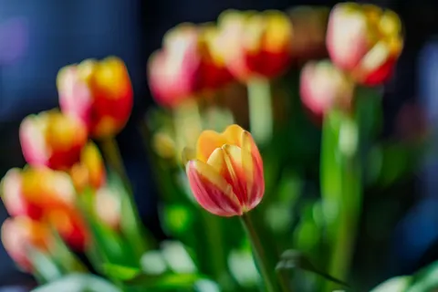 花卉微距 4K壁纸 · flowers · 3840×2560