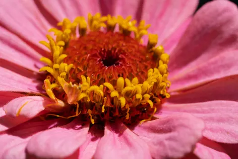 Flower Macro 4K Wallpaper · flowers · 3840×2560