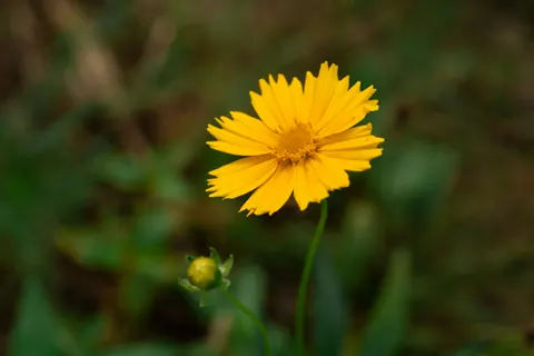 Blumen-Makro 4K Hintergrundbild · flowers · 3840×2560