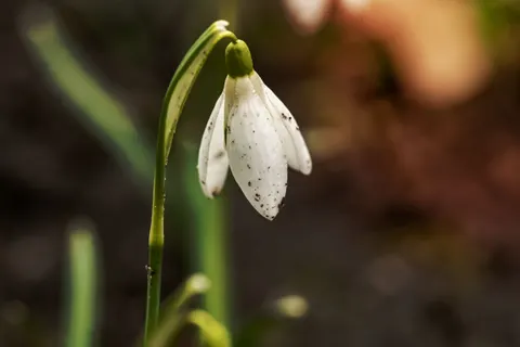 خلفية ماكرو الزهور بدقة 4K · flowers · 3840×2560