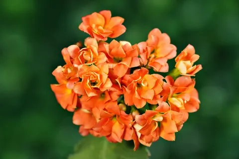 花卉微距 4K壁纸 · flowers · 3840×2561
