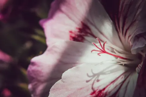 Blumen-Makro 4K Hintergrundbild · flowers · 3840×2560
