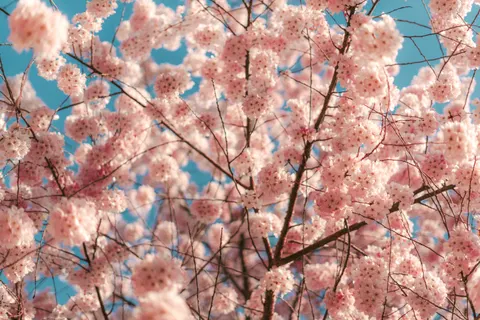 Kirschblüte 4K Hintergrundbild · nature · 3840×2560