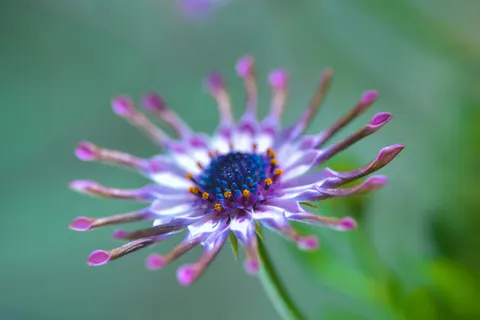 꽃 접사 4K 배경화면 · flowers · 3840×2563