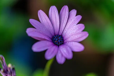 花卉微距 4K壁纸 · flowers · 3840×2560