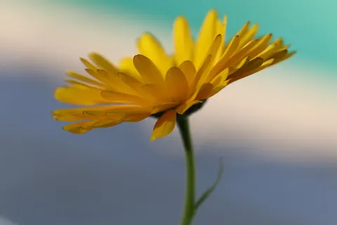 Blumen-Makro 4K Hintergrundbild · flowers · 3840×2560