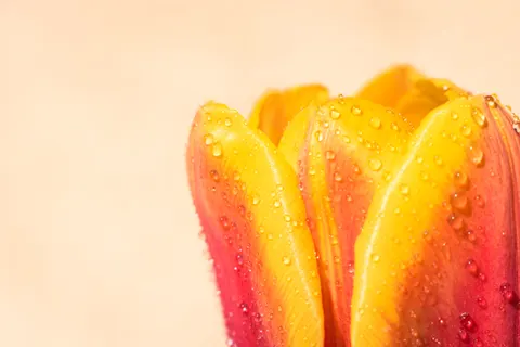 花卉微距 4K壁纸 · flowers · 3840×2560