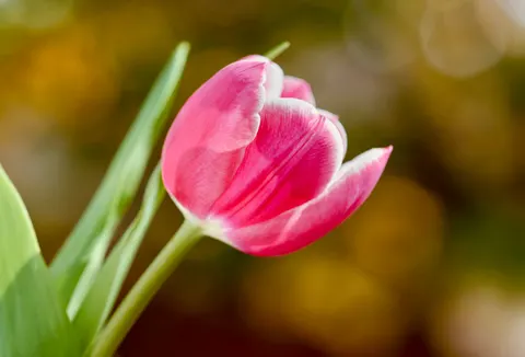 Flower Macro 4K Wallpaper · flowers · 3840×2609