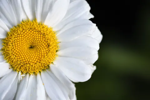 花卉微距 4K壁纸 · flowers · 3840×2560