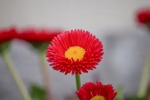 Blumen-Makro 4K Hintergrundbild · flowers · 3840×2560