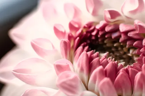花卉微距 4K壁纸 · flowers · 3840×2560