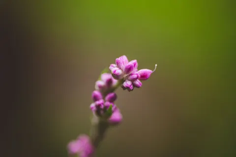 Fond d'écran Macro de fleur 4K · flowers · 3840×2560