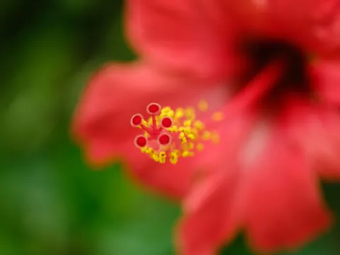 花卉微距 4K壁纸 · flowers · 3840×2880