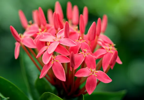 Blumen-Makro 4K Hintergrundbild · flowers · 3840×2662