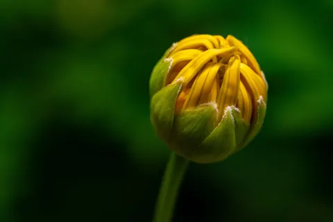 Blumen-Makro 4K Hintergrundbild · flowers · 3840×2561