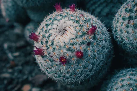 Flower Macro 4K Wallpaper · flowers · 3840×2560