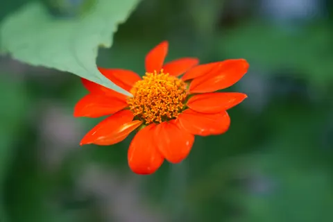 Blumen-Makro 4K Hintergrundbild · flowers · 3840×2560
