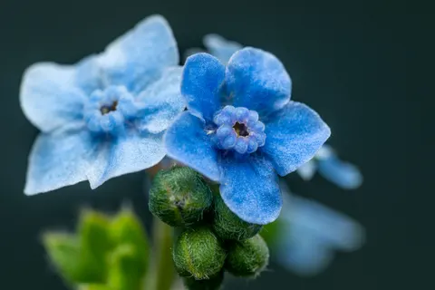 花卉微距 4K壁纸 · flowers · 3840×2560