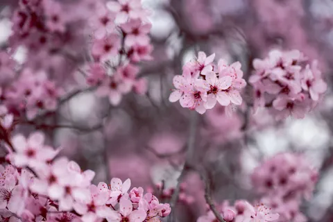 Cherry Blossom 4K Wallpaper · nature · 3840×2560