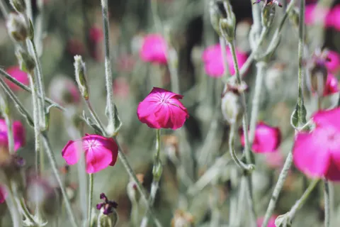 Flower Macro 4K Wallpaper · flowers · 3840×2560