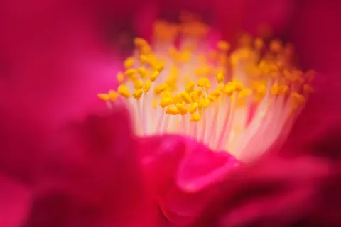 Flower Macro 4K Wallpaper · flowers · 3840×2563