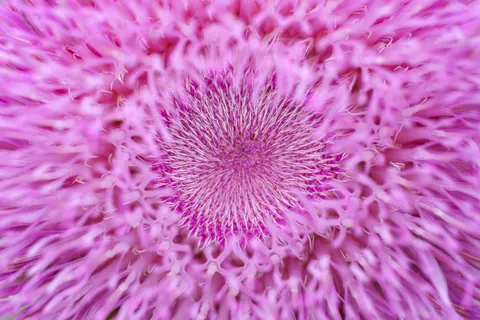 خلفية ماكرو الزهور بدقة 4K · flowers · 3840×2560