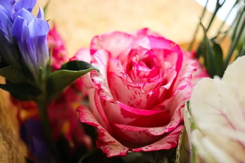Flower Macro 4K Wallpaper · flowers · 3840×2560