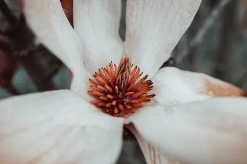花卉微距 4K壁纸 · flowers · 3840×2560