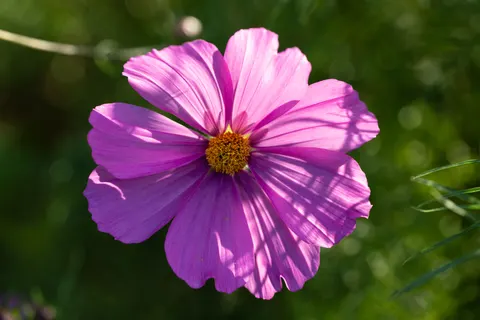 Flower Macro 4K Wallpaper · flowers · 3840×2560
