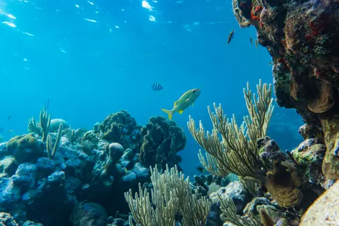 Wallpaper Terumbu Karang 4K · ocean · 3840×2560