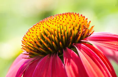 Flower Macro 4K Wallpaper · flowers · 3840×2517