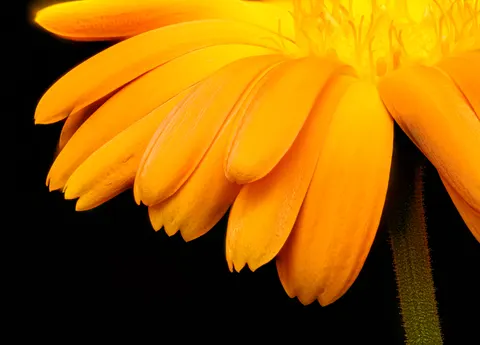 花卉微距 4K壁纸 · flowers · 3840×2763