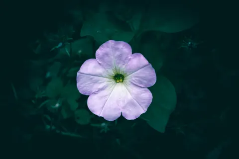 꽃 접사 4K 배경화면 · flowers · 3840×2560