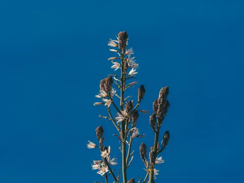 꽃 접사 4K 배경화면 · flowers · 3840×2880