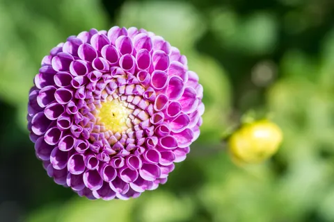 花卉微距 4K壁纸 · flowers · 3840×2560