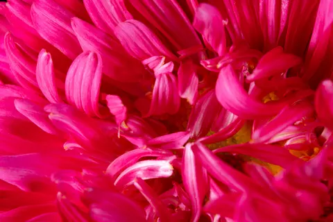 Fond d'écran Macro de fleur 4K · flowers · 3840×2560
