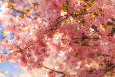 خلفية أزهار الكرز بدقة 4K · nature · 3840×2560