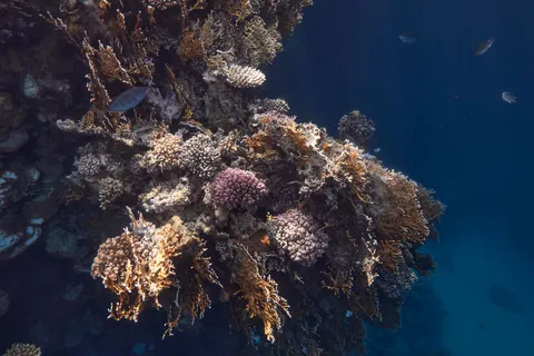 मूंगा चट्टान 4K वॉलपेपर · ocean · 3840×2560