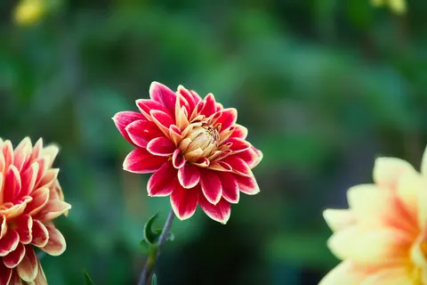 Flower Macro 4K Wallpaper · flowers · 3840×2560