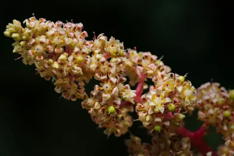 Обои Макро цветка 4K · flowers · 3840×2560